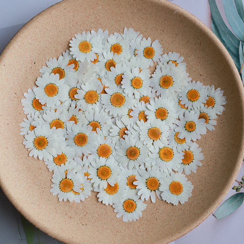 60X pressé séché naturel blanc - Dried Flower Bookmark avis et prix