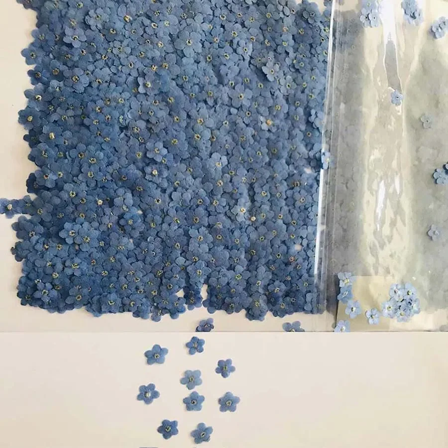 Fleur de Myosotis sylvatica (O - Dried Flower Bookmark avis et prix