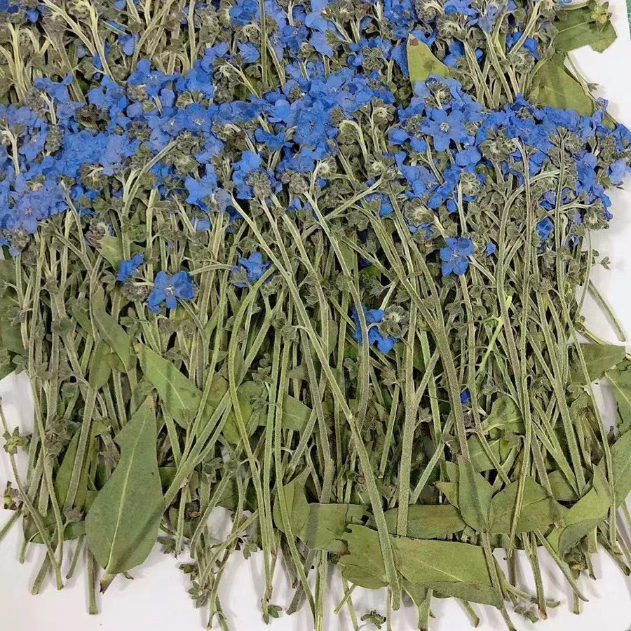Fleur de Myosotis sylvatica (O - Dried Flower Bookmark avis et prix