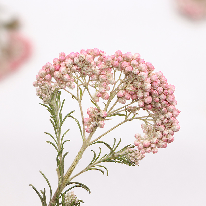 12 pièces, Branches de fleurs  - Dried Flower Bookmark avis et prix