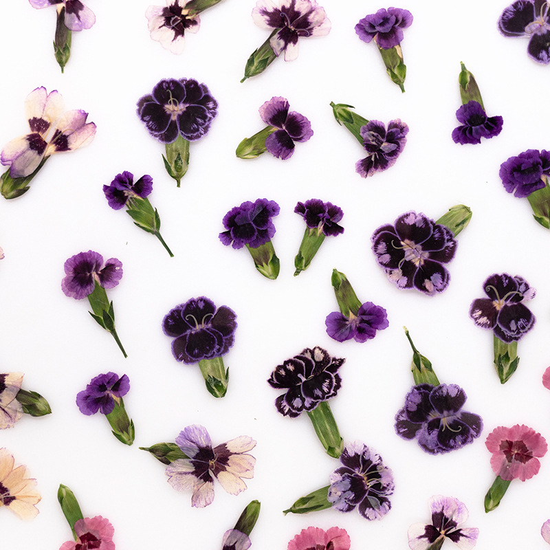 24 pièces, Fleurs de Dianthus  - Dried Flower Bookmark avis et prix