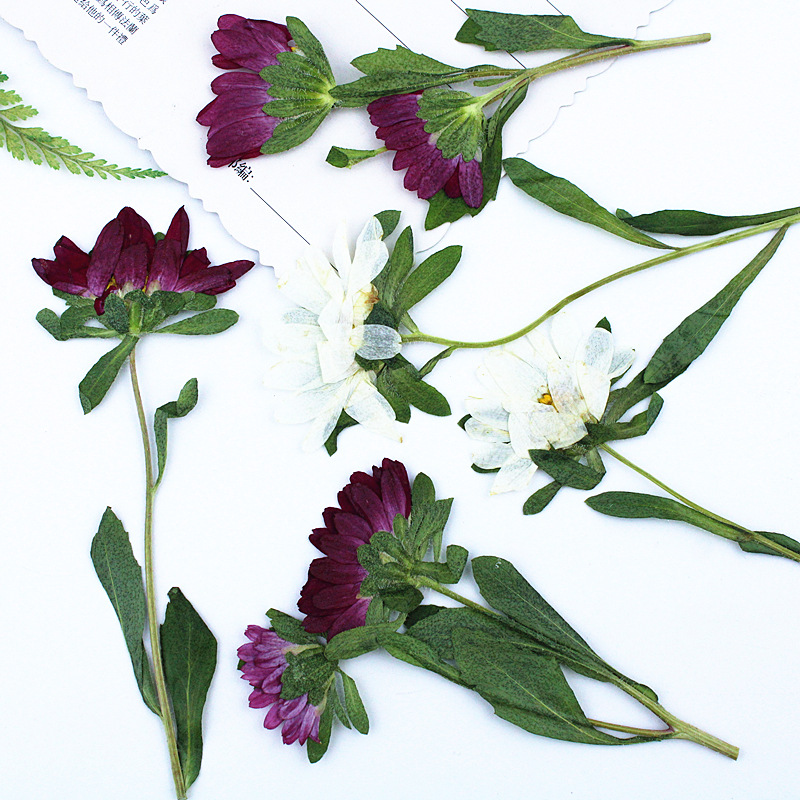 24 pièces, mini chrysanthèmes  - Dried Flower Bookmark avis et prix