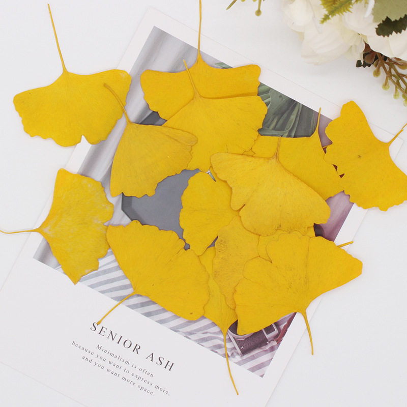 60 feuilles de Ginkgo Biloba p - Dried Flower Bookmark avis et prix